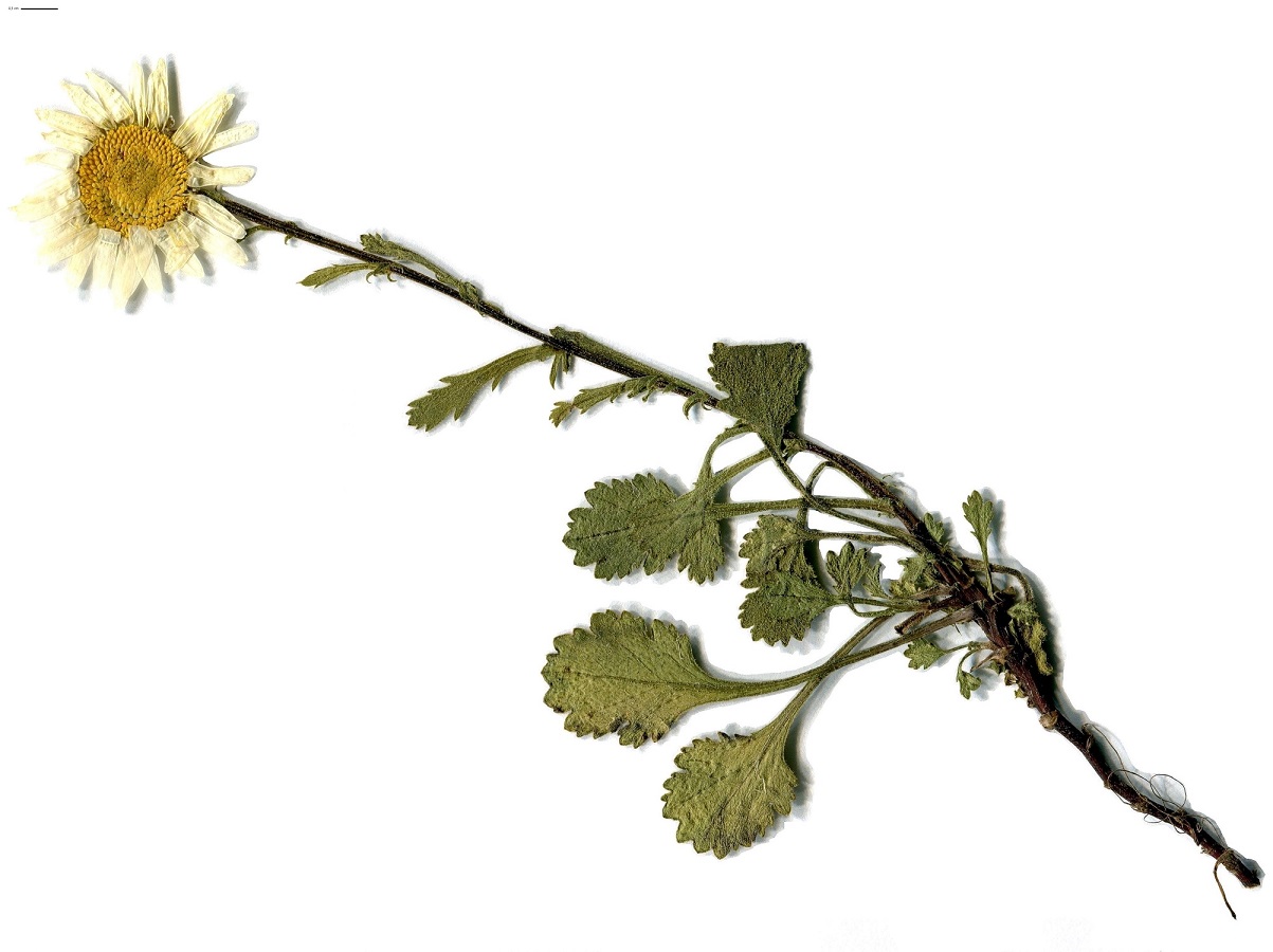 Leucanthemum crassifolium (Asteraceae)